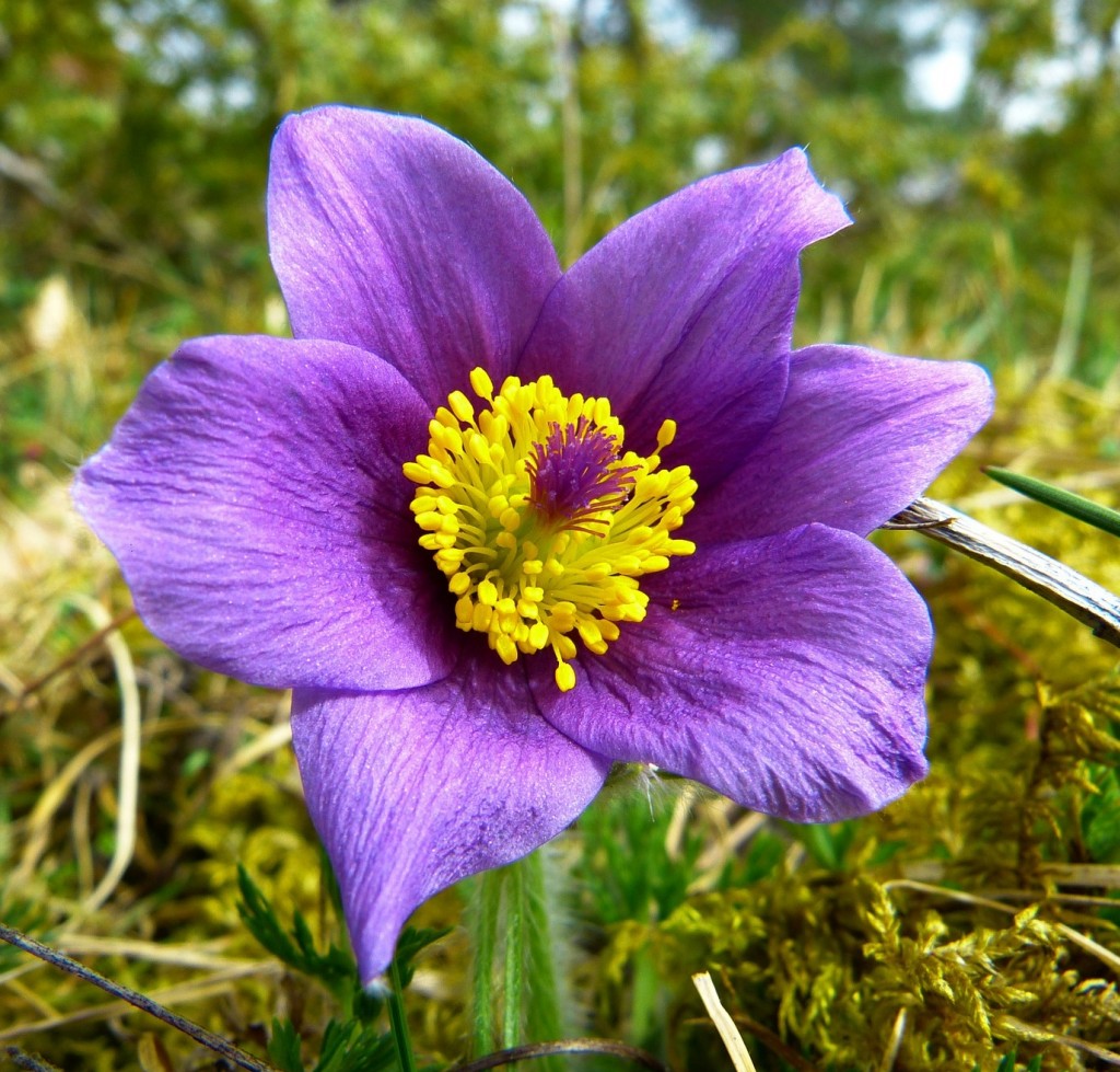 PULSATILLA PRATENSIS - Laboratorios Inebios